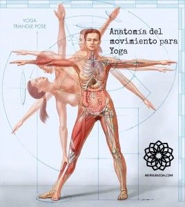 anatomy-female-yoga-1