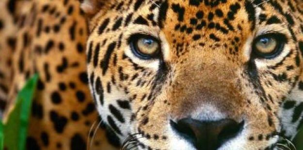 582834267_crop_625x310