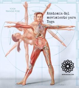 anatomy-female-yoga-1