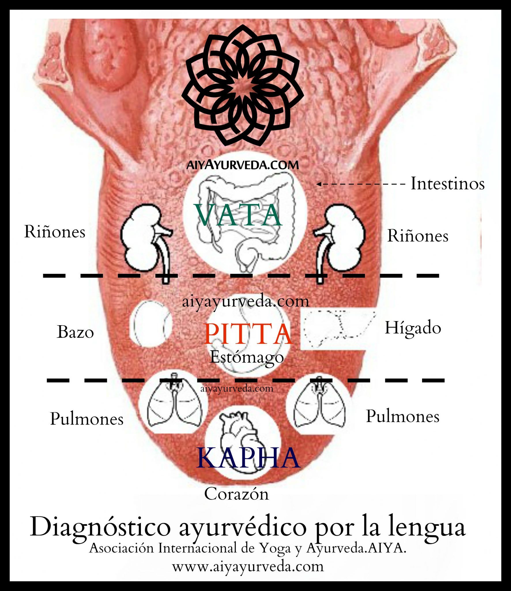 La partes de la lengua y los doshas