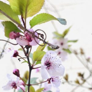 CURSO HOLÍSTICO DE ESENCIAS FLORALES; DR. BACH Y SIST. DEL MEDITERRÁNEO-ONLINE